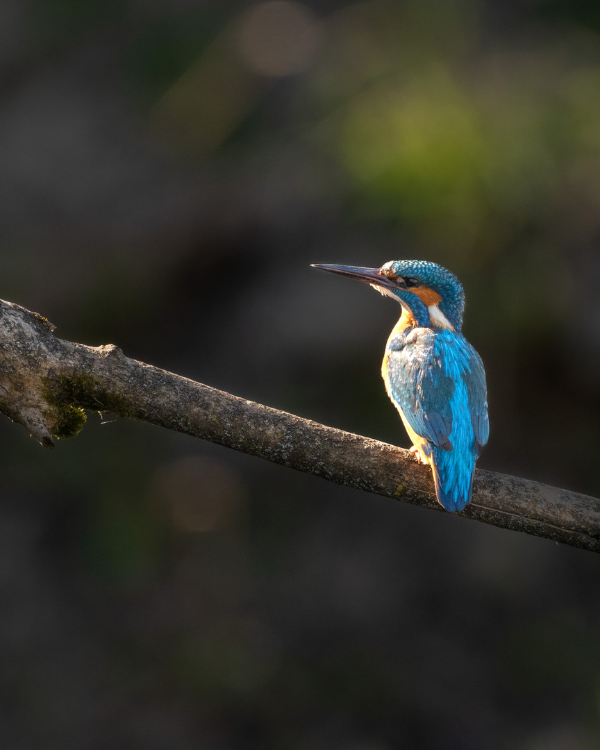 Eisvogel auf Ansitz