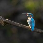 Eisvogel auf Ansitz