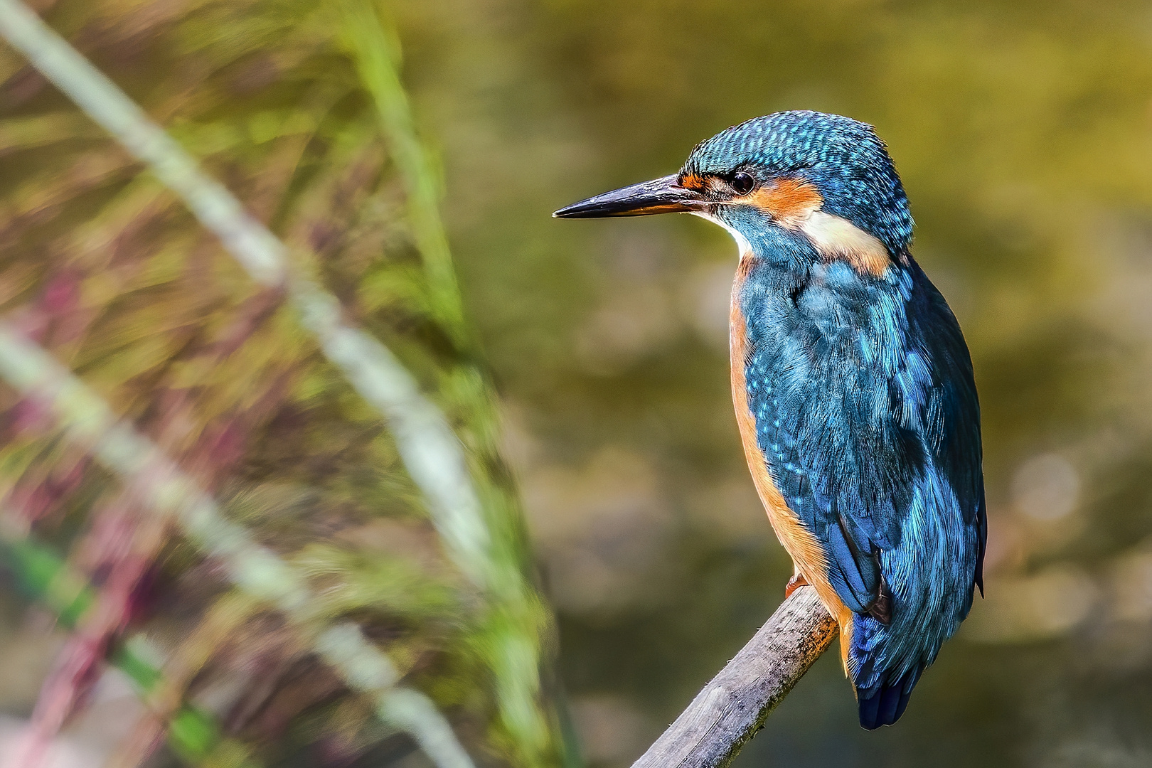 Eisvogel auf Ansitz