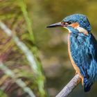 Eisvogel auf Ansitz