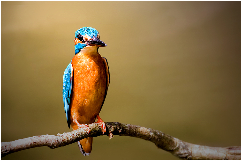 Eisvogel auf Ansitz