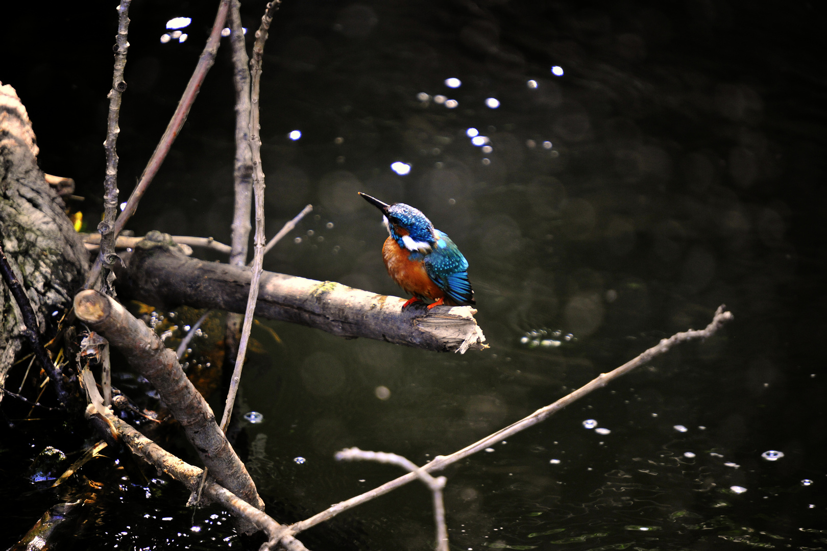 Eisvogel auf Ansitz