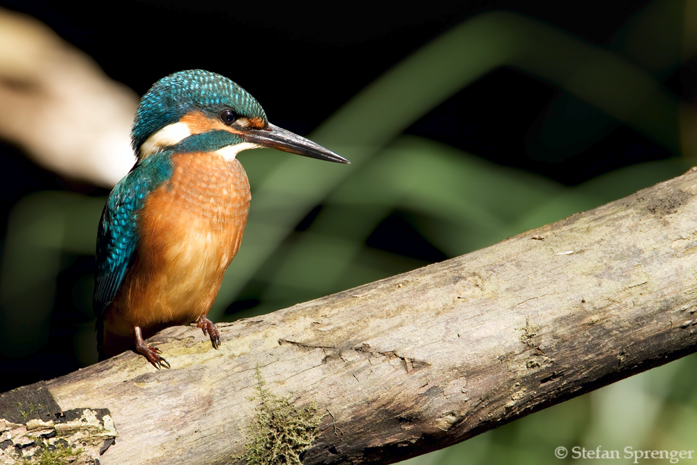 Eisvogel auf Ansitz