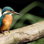 Eisvogel auf Ansitz