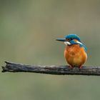 Eisvogel auf Ansitz