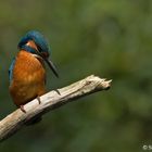 Eisvogel auf Ansitz für´s fischen