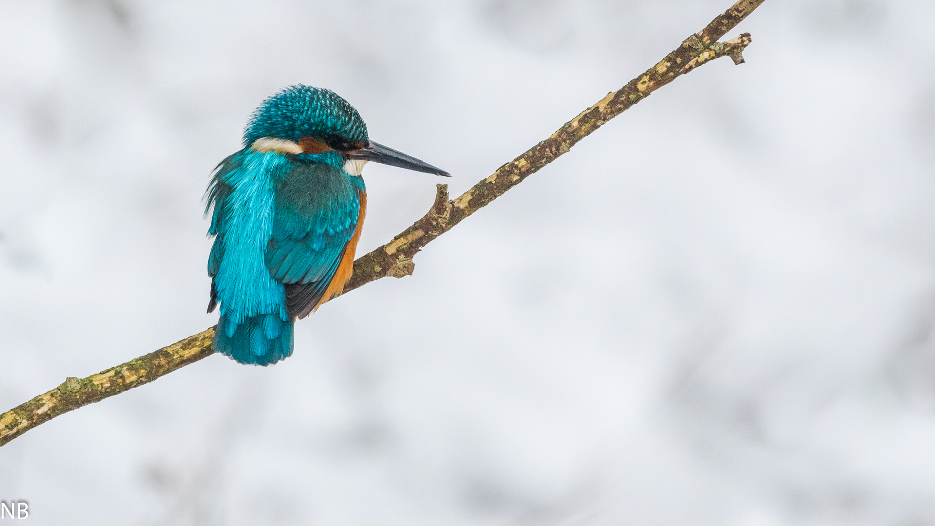 "Eisvogel auf Ansitzast 2024"