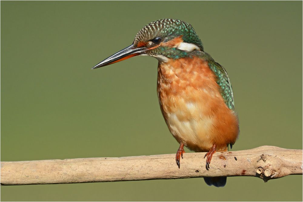 Eisvogel auf Ansitzjagd