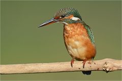 Eisvogel auf Ansitzjagd