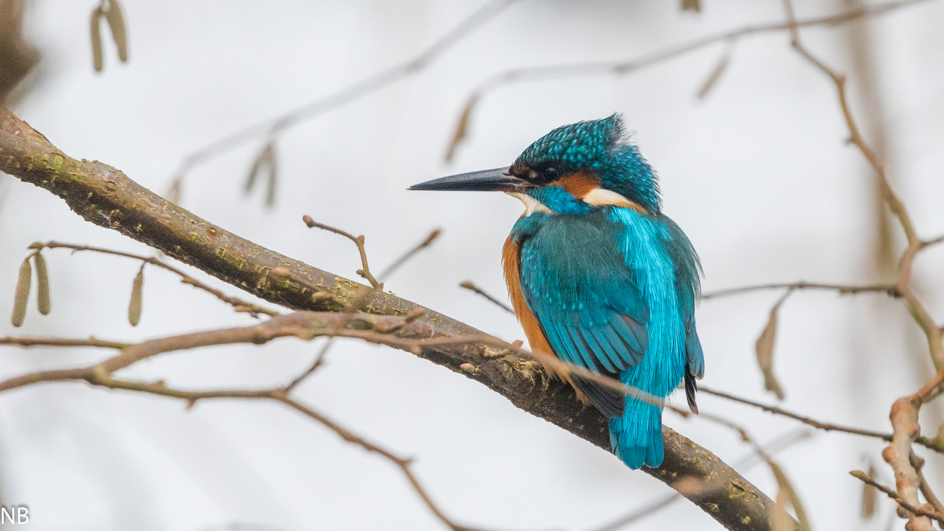 "Eisvogel auf Ansitzwarte 2024"