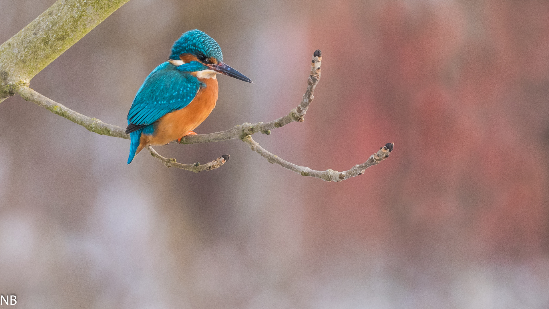 "Eisvogel auf Ansitzwarte 2024"