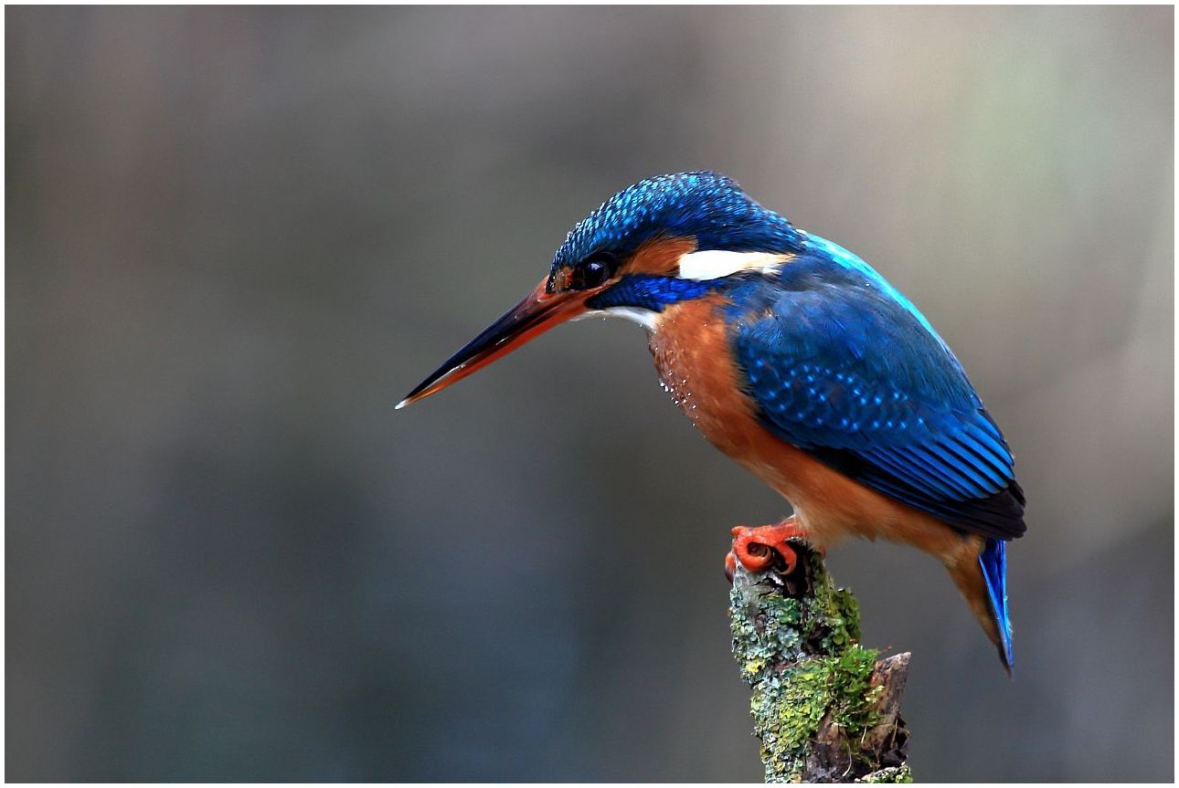 Eisvogel auf Ansitzwarte.