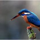 Eisvogel auf Ansitzwarte.