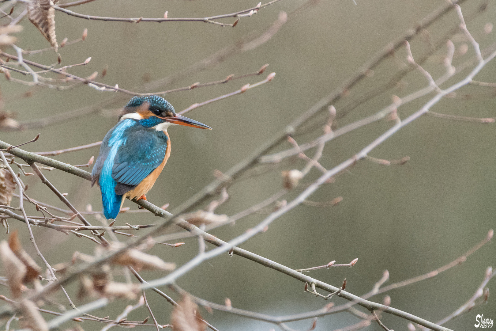 Eisvogel auf Ast