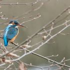 Eisvogel auf Ast