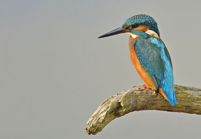 Eisvogel auf Ast