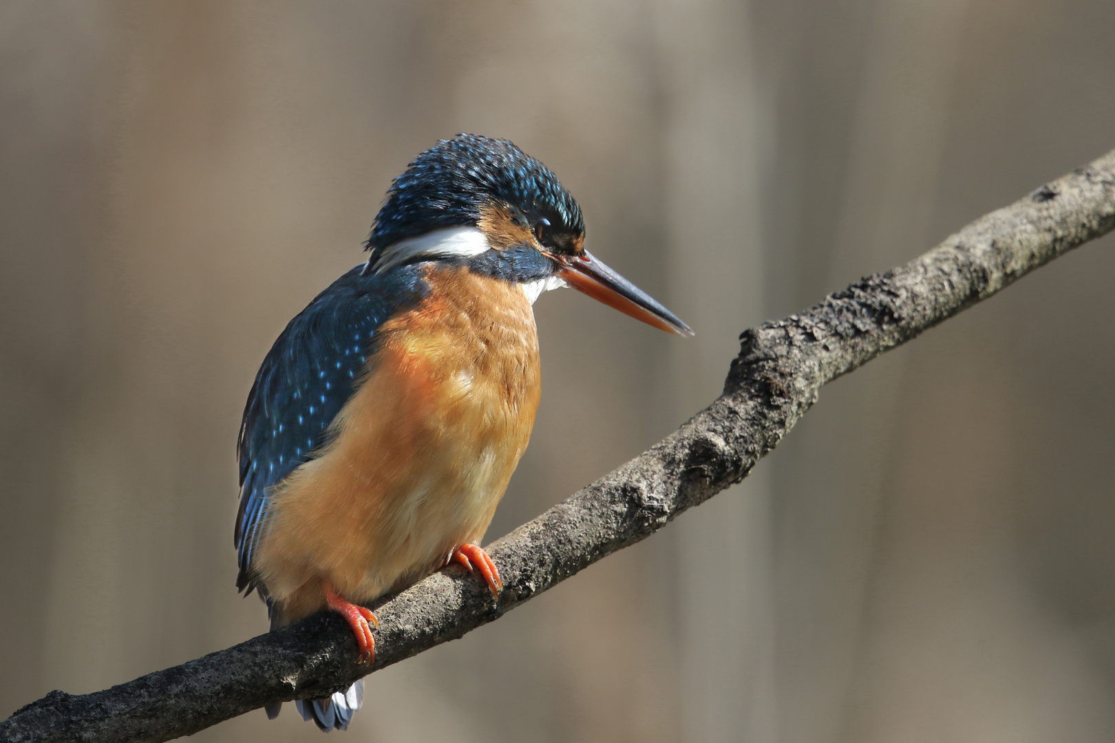 Eisvogel auf Ast