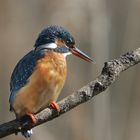 Eisvogel auf Ast