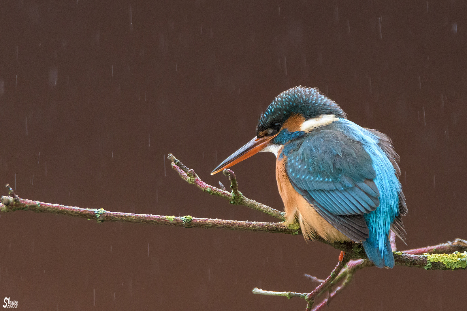 Eisvogel auf Ast