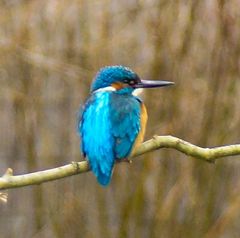 Eisvogel auf Ausschau