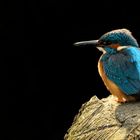 Eisvogel auf Baumstumpf