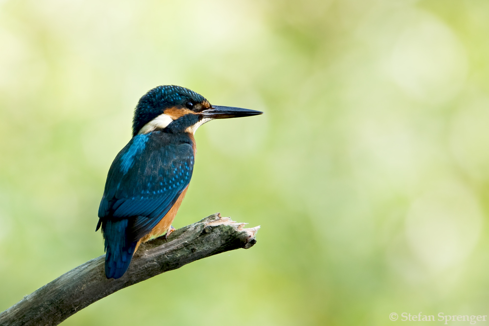 Eisvogel auf Beobachtungposten