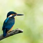 Eisvogel auf Beobachtungposten