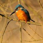 Eisvogel - Auf Beobachtungsposten