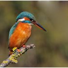 --- Eisvogel auf Beobachtungsposten ---