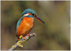 --- Eisvogel auf Beobachtungsposten ---