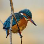 Eisvogel auf Beobachtungsposten 