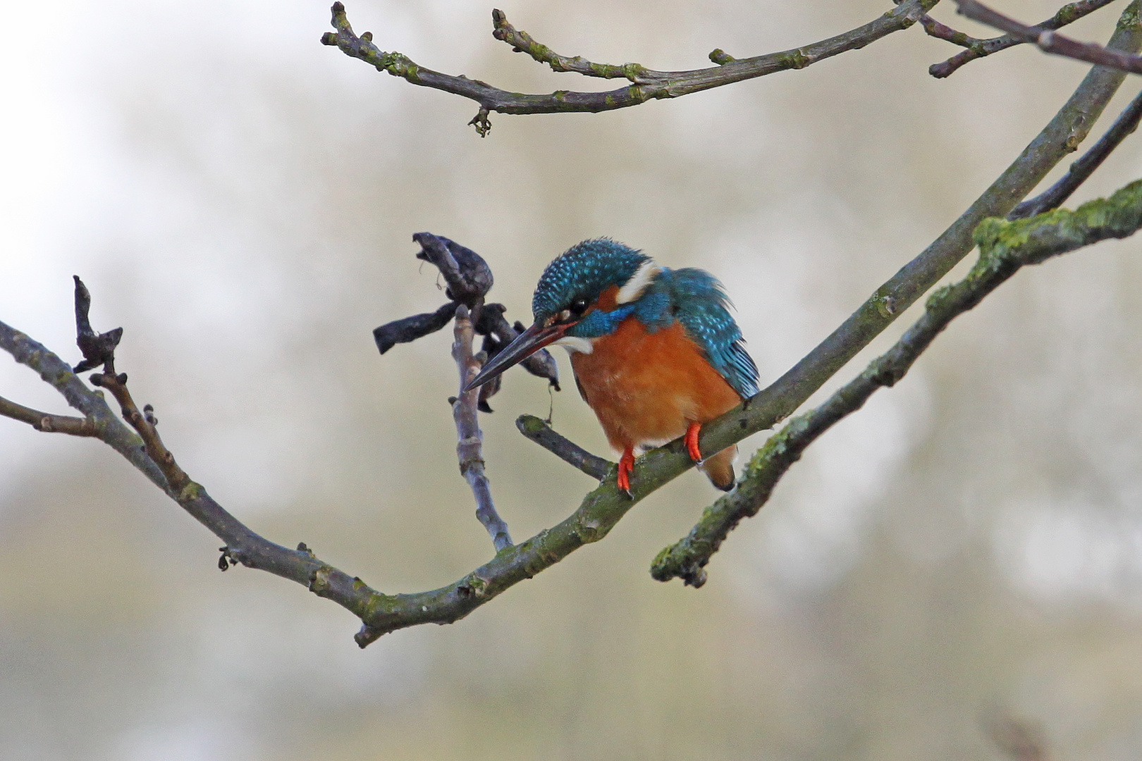 Eisvogel auf Beutefang