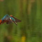 Eisvogel auf Beutesuche