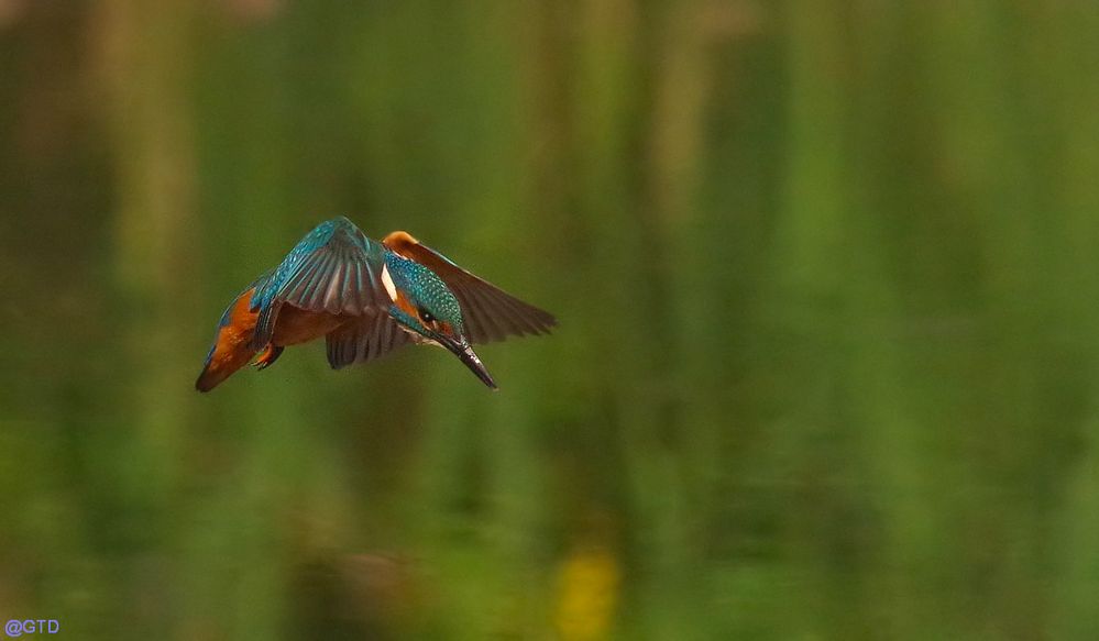 Eisvogel auf Beutesuche