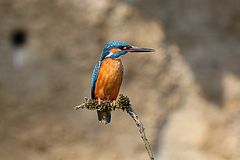 Eisvogel auf Brautschau