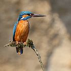 Eisvogel auf Brautschau bearbeitet.