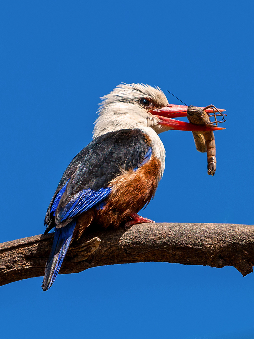 Eisvogel auf Cabo Verde 2