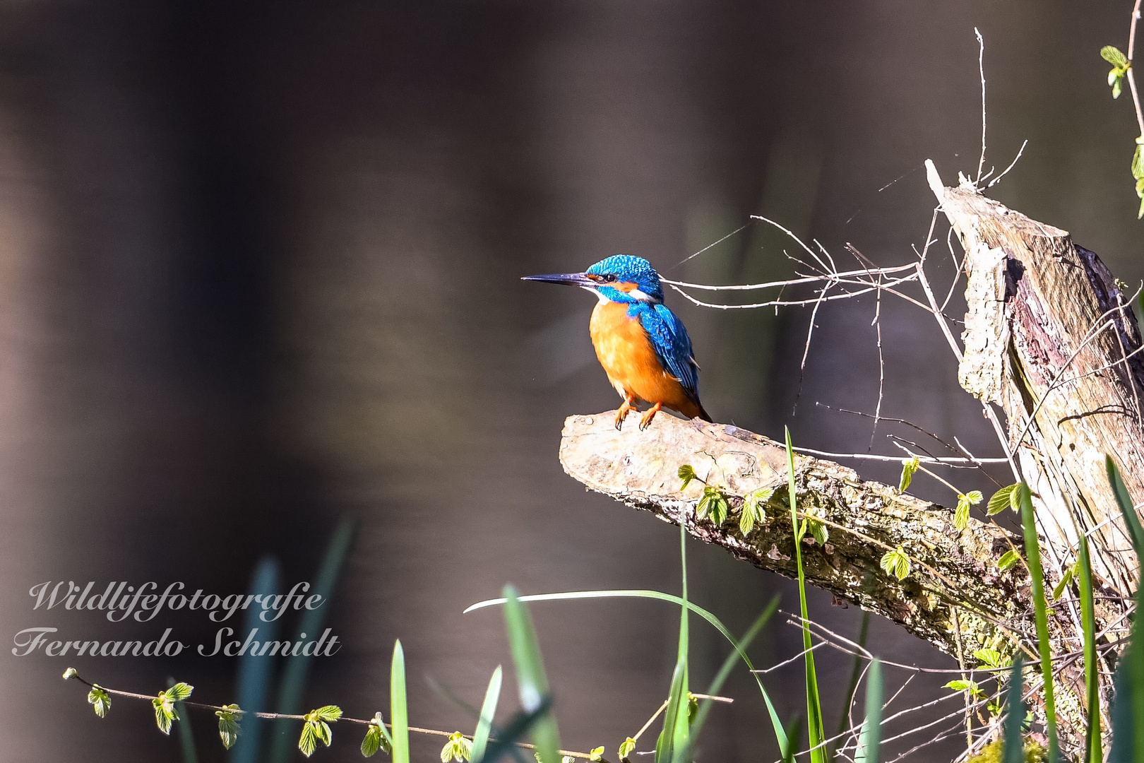   Eisvogel auf dem Ansitz 2