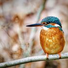 Eisvogel auf dem Ansitz