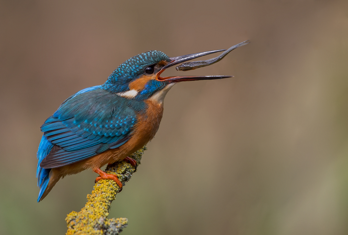 Eisvogel auf dem Ansitz