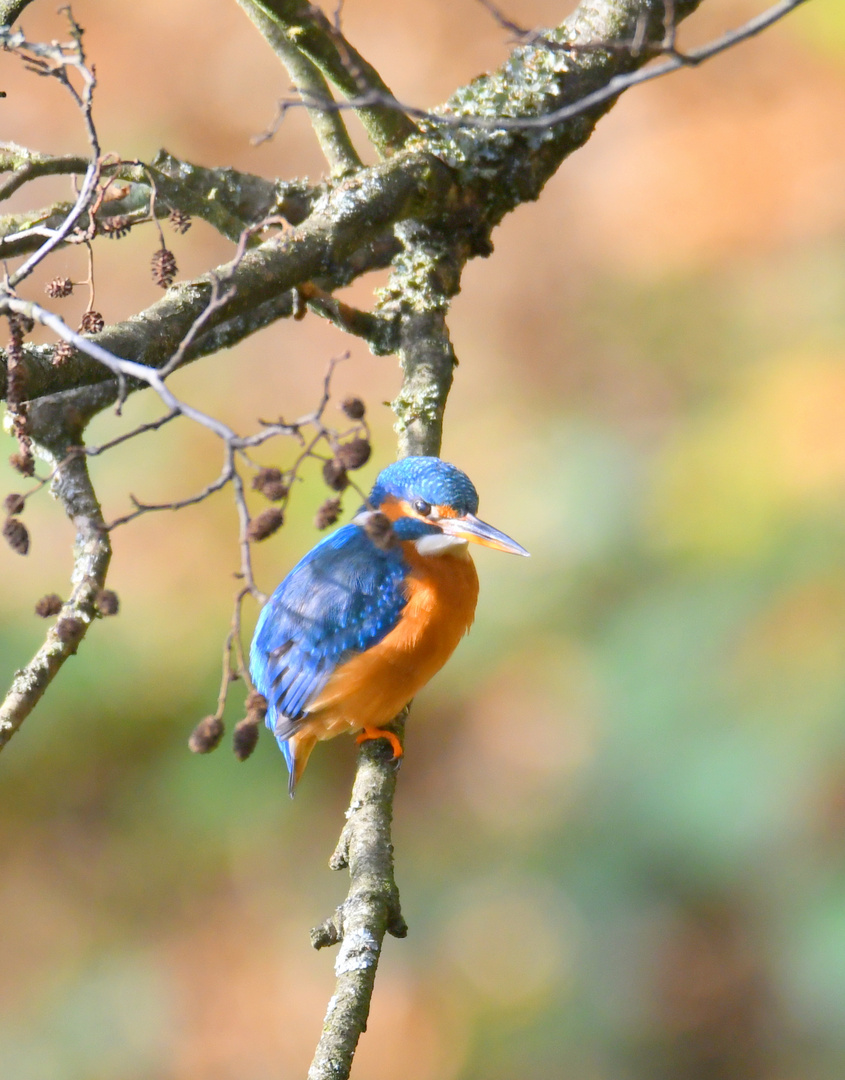 Eisvogel auf dem Ansitz