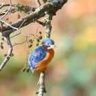 Eisvogel auf dem Ansitz