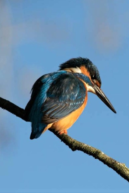 Eisvogel auf dem Ansitz