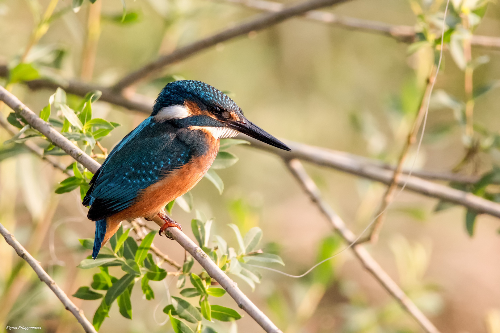 Eisvogel auf dem Ansitz