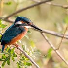 Eisvogel auf dem Ansitz