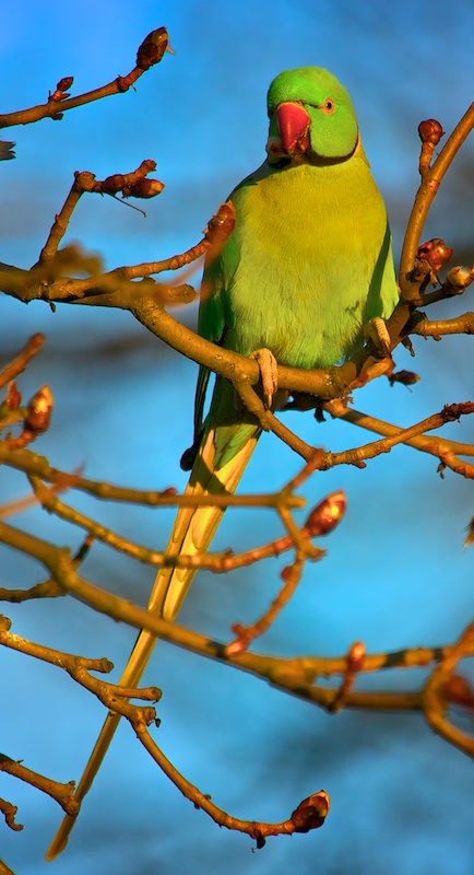 Eisvogel auf dem Ansitz