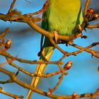 Eisvogel auf dem Ansitz