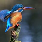 Eisvogel auf dem Anstand.