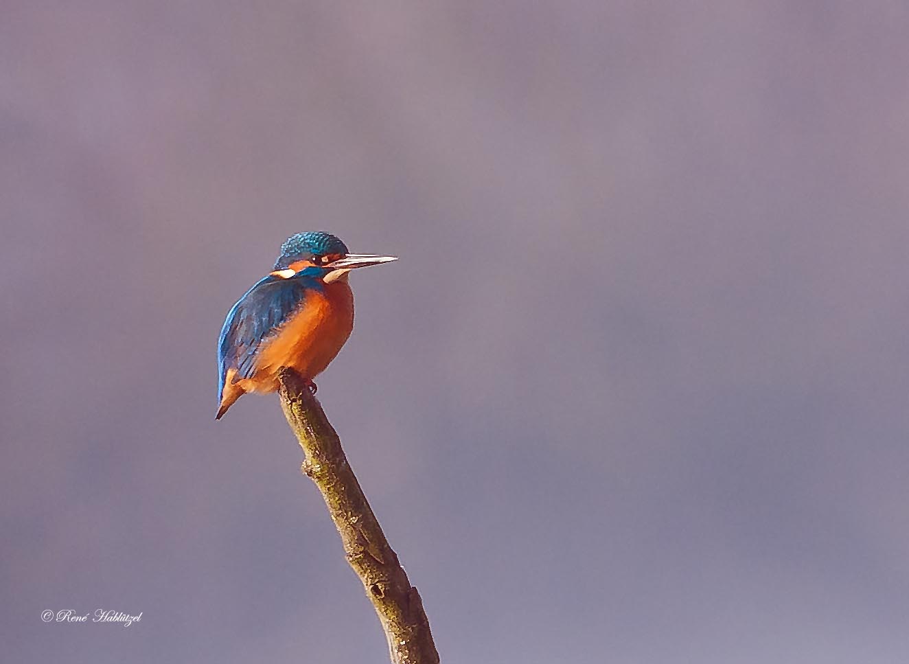 Eisvogel auf dem Ast