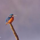 Eisvogel auf dem Ast